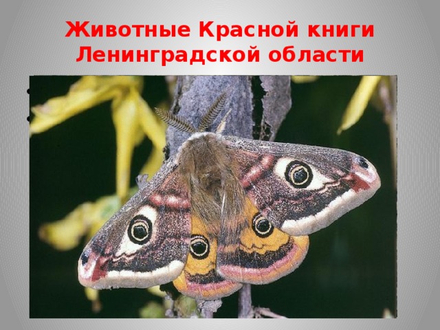 Животные Красной книги Ленинградской области шелкопряд березовый. крайне редко встречается совка 