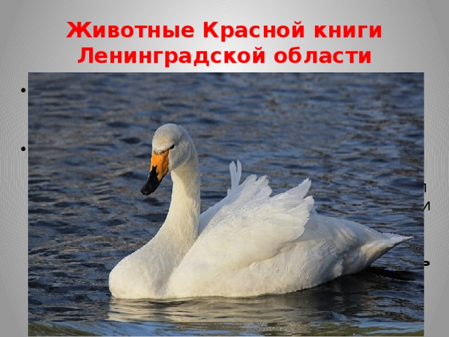 Животные Красной книги Ленинградской области Птицы – самая масштабная по численности категория. К ней относятся практически все известные пернатые. Самые распространенные из них - это аист белый и черный, волчок, выпь , горлица, беркут, дубровник, вьюрок канареечный, дятел зеленый, трехпалый и седой, куропатка белая и серая, дупель, веретенник, жаворонок лесной, кукша, синица усатая, овсянка садовая, утка серая , гага сибирская и обыкновенная, лебедь тундряной и кликун , поганка, гусь серый и многие другие. 