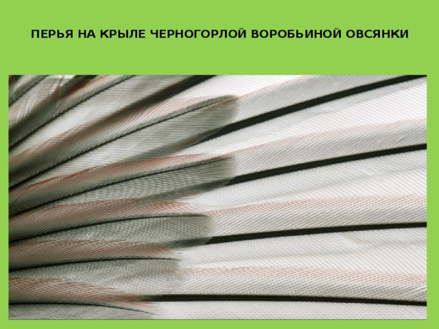  ПЕРЬЯ НА КРЫЛЕ ЧЕРНОГОРЛОЙ ВОРОБЬИНОЙ ОВСЯНКИ   