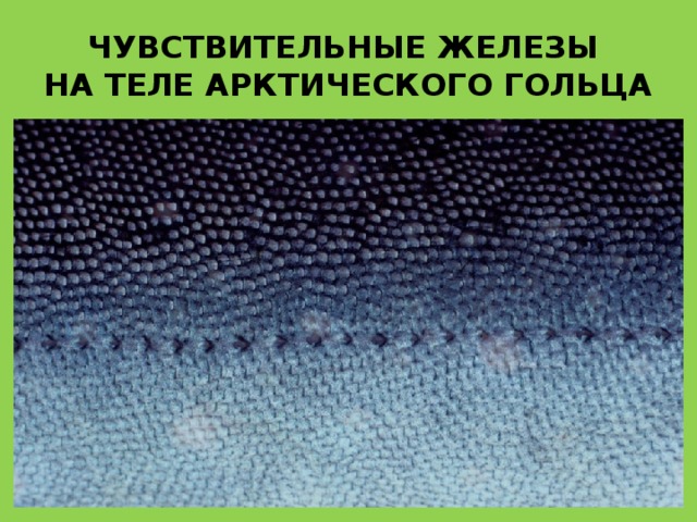 ЧУВСТВИТЕЛЬНЫЕ ЖЕЛЕЗЫ  НА ТЕЛЕ АРКТИЧЕСКОГО ГОЛЬЦА 
