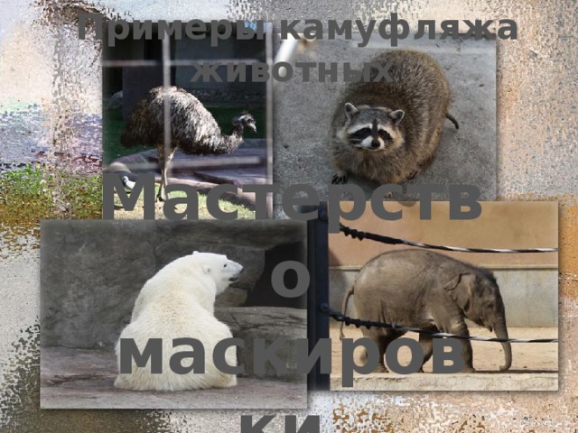 Примеры камуфляжа животных Мастерство маскировки 