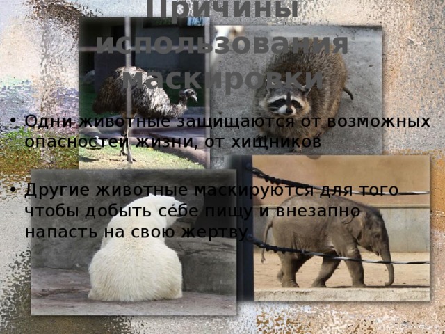 Причины использования маскировки Одни животные защищаются от возможных опасностей жизни, от хищников Другие животные маскируются для того чтобы добыть себе пищу и внезапно напасть на свою жертву 