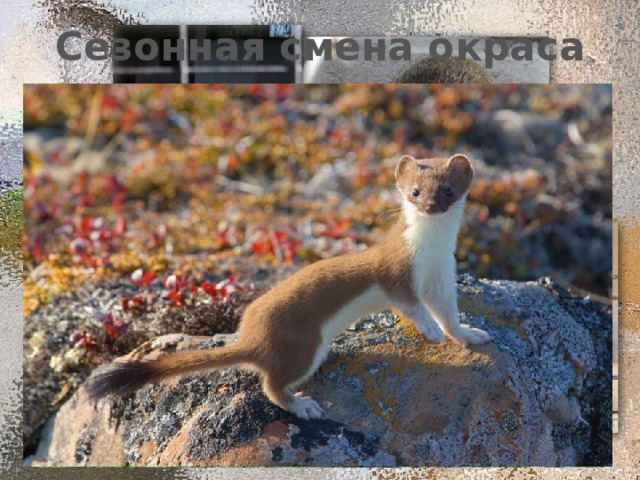 Сезонная смена окраса Лето 