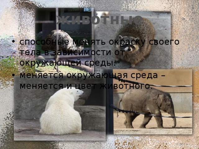 животные способные менять окраску своего тела в зависимости от окружающей среды. меняется окружающая среда – меняется и цвет животного. 
