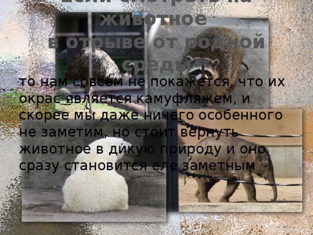 Если смотреть на животное  в отрыве от родной среды то нам совсем не покажется, что их окрас является камуфляжем, и скорее мы даже ничего особенного не заметим, но стоит вернуть животное в дикую природу и оно сразу становится еле заметным     