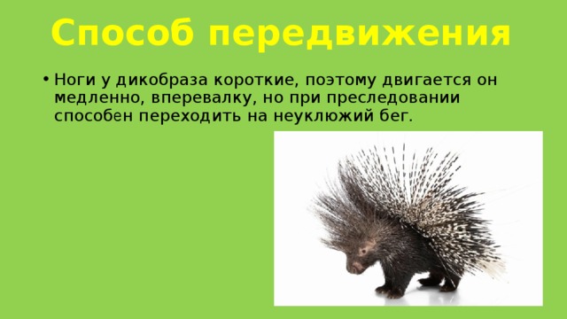 Способ передвижения Ноги у дикобраза короткие, поэтому двигается он медленно, вперевалку, но при преследовании способ е н переходить на неуклюжий бег. 
