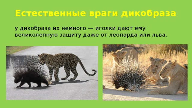 Естественные враги дикобраза у дикобраза их немного — иголки дают ему великолепную защиту даже от леопарда или льва. 