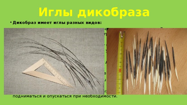 Иглы дикобраза Дикобраз имеет иглы разных видов: длинные и прочные иглы покрывают спину от лопаток до хвоста. Длина такой иглы может достигать 30 сантиметров и быть толщиной, как карандаш; иглы, расположенные на загривке, могут быть длиннее, 40 и более сантиметров в длину, но по толщине они уступают спинным и более гибкие. самые короткие, но толстые иголки, от 4 до 10 сантиметров в длину, располагаются на хвосте животного.  Иглы внутри пустотелые, или же наполнены губчатым роговым составом. В хвосте есть иглы со срезанными вершинками как открытые трубочки – иглы - погремушки. При помощи развитой системы подкожных мышц иглы могут подниматься и опускаться при необходимости. 