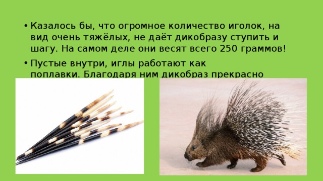 Казалось бы, что огромное количество иголок, на вид очень тяжёлых, не даёт дикобразу ступить и шагу. На самом деле они весят всего 250 граммов! Пустые внутри, иглы работают как поплавки. Благодаря ним дикобраз прекрасно держится на воде. 