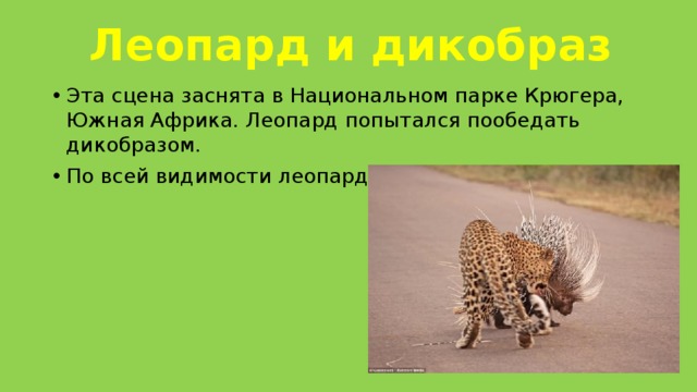 Леопард и дикобраз Эта сцена заснята в Национальном парке Крюгера, Южная Африка. Леопард попытался пообедать дикобразом. По всей видимости леопард был не опытный. 