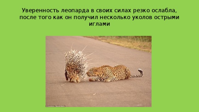 Уверенность леопарда в своих силах резко ослабла, после того как он получил несколько уколов острыми иглами 