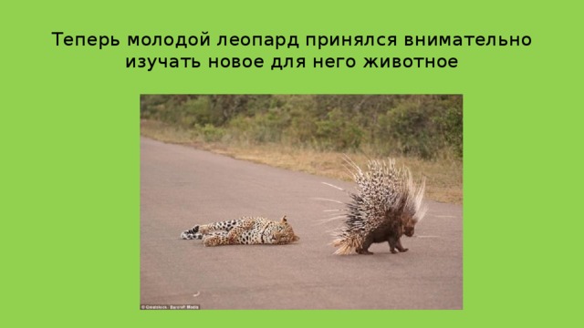 Теперь молодой леопард принялся внимательно изучать новое для него животное 