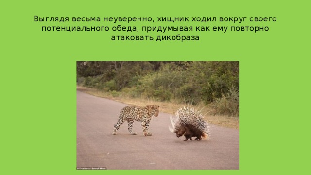  Выглядя весьма неуверенно, хищник ходил вокруг своего потенциального обеда, придумывая как ему повторно атаковать дикобраза 