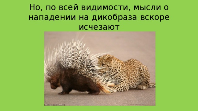 Но, по всей видимости, мысли о нападении на дикобраза вскоре исчезают 