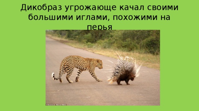 Дикобраз угрожающе качал своими большими иглами, похожими на перья 