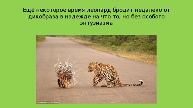 Ещё некоторое время леопард бродит недалеко от дикобраза в надежде на что-то, но без особого энтузиазма 