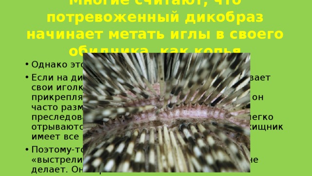 Многие считают, что потревоженный дикобраз начинает метать иглы в своего обидчика, как копья Однако это не совсем верно. Если на дикобраза напа­дают, то он ощетинивает свои иголки. Эти иголки довольно непрочно прикрепляются к телу дикобраза. Поскольку он часто размахивает хвостом перед мордой преследователя, иголки при этом довольно легко отрываются, и не знающий об их опасности хищник имеет все шансы серьезно пострадать. Поэтому-то люди и считают, что дикобраз «выстреливает» своими иголками. Он этого не делает. Они просто отлетают. 