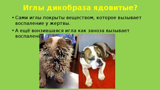 Иглы дикобраза ядовитые? Сами иглы покрыты веществом, которое вызывает воспаление у жертвы. А ещё вонзившаяся игла как заноза вызывает воспаление. 
