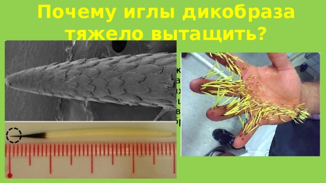 Почему иглы дикобраза тяжело вытащить? Всего на теле дикобраза может находиться более 30 тысяч иголок. На конце каждой иголки имеется по 700-800 микроскопических зазубрин: они настолько малы, что все умещаются на участке длиной около 4 миллиметров. Именно благодаря этим зазубринам иглы дикобраза прочно застревают в коже противника. 