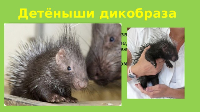 Детёныши дикобраза рождаются зрячими с хорошо развитыми зубами. иглы у них сначала совсем мягкие, но быстро твердеют и уже через неделю уже способны достаточно сильно уколоть. кормит самка детёнышей молоком недолго - обычно не более 2-х недель. 