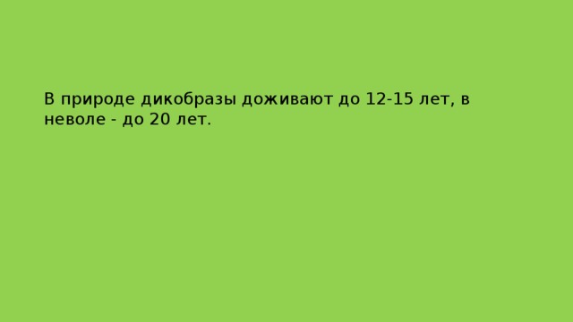 В природе дикобразы доживают до 12-15 лет, в неволе - до 20 лет. 