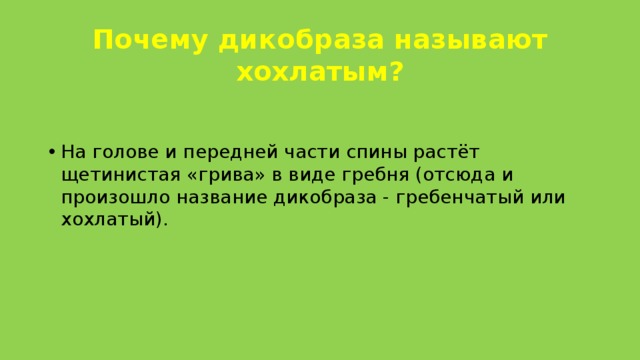 Почему дикобраза называют хохлатым? На голове и передней части спины растёт щетинистая «грива» в виде гребня (отсюда и произошло название дикобраза - гребенчатый или хохлатый).   