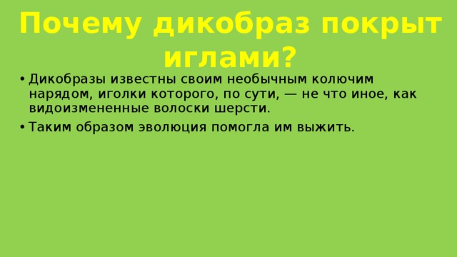 Почему дикобраз покрыт иглами? Дикобразы известны своим необычным колючим нарядом, иголки которого, по сути, — не что иное, как видоизмененные волоски шерсти. Таким образом эволюция помогла им выжить. 