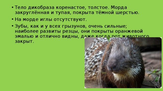 Тело дикобраза коренастое, толстое. Морда закруглённая и тупая, покрыта тёмной шерстью. На морде иглы отсутствуют. Зубы, как и у всех грызунов, очень сильные; наиболее развиты резцы, они покрыты оранжевой эмалью и отлично видны, даже когда рот животного закрыт. 