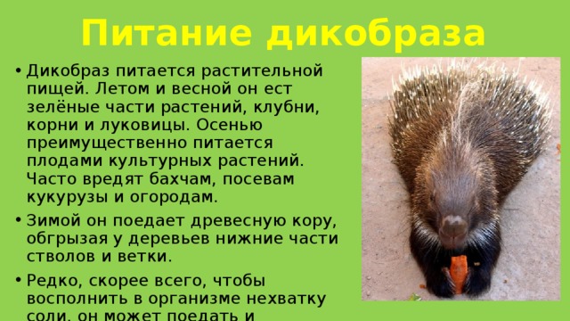 Питание дикобраза Дикобраз питается растительной пищей. Летом и весной он ест зелёные части растений, клубни, корни и луковицы. Осенью преимущественно питается плодами культурных растений. Часто вредят бахчам, посевам кукурузы и огородам. Зимой он поедает древесную кору, обгрызая у деревьев нижние части стволов и ветки. Редко, скорее всего, чтобы восполнить в организме нехватку соли, он может поедать и насекомых.   В поисках пищи за ночь может уходить на несколько километров от своего жилища. 