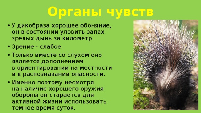 Органы чувств У дикобраза хорошее обоняние, он в состоянии уловить запах зрелых дынь за километр. Зрение - слабое. Только вместе со слухом оно является дополнением в ориентировании на местности и в распознавании опасности. Именно поэтому несмотря на наличие хорошего оружия обороны он старается для активной жизни использовать темное время суток.  