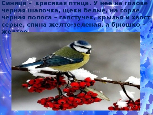 Синица - красивая птица. У нее на голове черная шапочка, щеки белые, на горле черная полоса – галстучек, крылья и хвост серые, спина желто-зеленая, а брюшко – желтое 