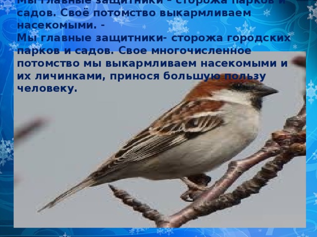 Мы главные защитники – сторожа парков и садов. Своё потомство выкармливаем насекомыми. - Мы главные защитники- сторожа городских парков и садов. Свое многочисленное потомство мы выкармливаем насекомыми и их личинками, принося большую пользу человеку.  