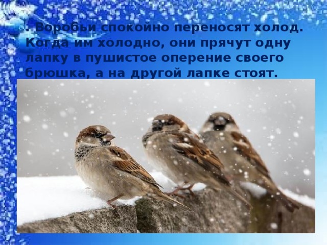. Воробьи спокойно переносят холод. Когда им холодно, они прячут одну лапку в пушистое оперение своего брюшка, а на другой лапке стоят. Чаще воробьи сидят, прижавшись друг к другу, нахохлившись 