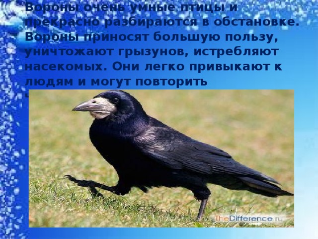 Вороны очень умные птицы и прекрасно разбираются в обстановке. Вороны приносят большую пользу, уничтожают грызунов, истребляют насекомых. Они легко привыкают к людям и могут повторить человеческую речь. 