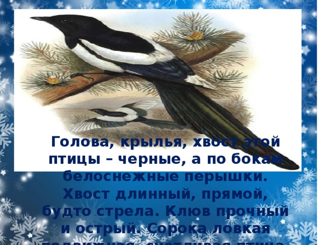 Голова, крылья, хвост этой птицы – черные, а по бокам белоснежные перышки. Хвост длинный, прямой, будто стрела. Клюв прочный и острый. Сорока ловкая подвижная, суетливая птица 