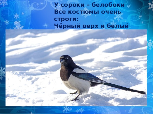 У сороки – белобоки  Все костюмы очень строги:  Чёрный верх и белый бок –  Цвет любимый у сорок!   