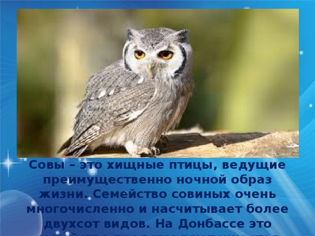  Совы – это хищные птицы, ведущие преимущественно ночной образ жизни. Семейство совиных очень многочисленно и насчитывает более двухсот видов. На Донбассе это семейство представляют ушастая сова, неясыть и филин 