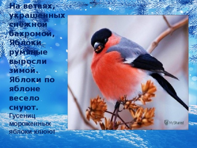 На ветвях, украшенных снежной бахромой, Яблоки румяные выросли зимой. Яблоки по яблоне весело снуют. Гусениц мороженных яблоки клюют  