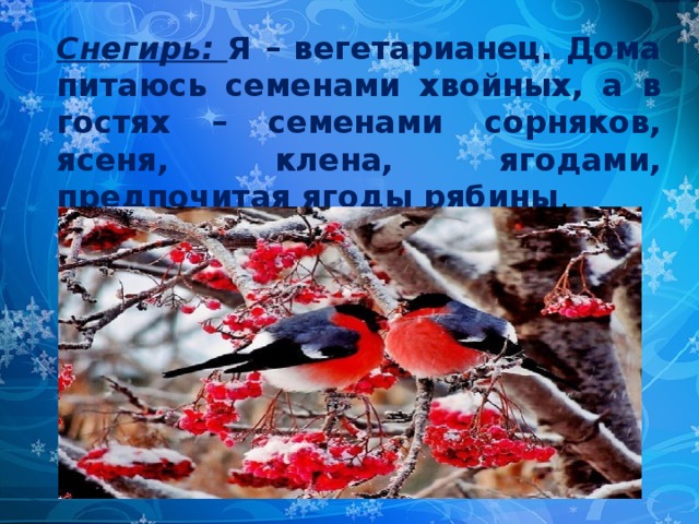 Снегирь: Я – вегетарианец. Дома питаюсь семенами хвойных, а в гостях – семенами сорняков, ясеня, клена, ягодами, предпочитая ягоды рябины . 