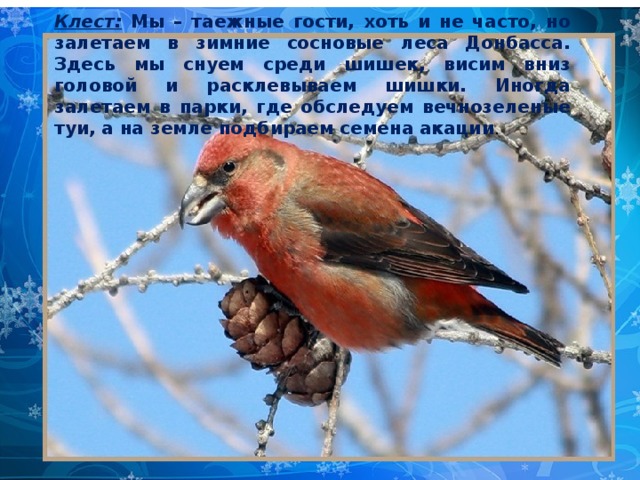 Клест: Мы – таежные гости, хоть и не часто, но залетаем в зимние сосновые леса Донбасса. Здесь мы снуем среди шишек, висим вниз головой и расклевываем шишки. Иногда залетаем в парки, где обследуем вечнозеленые туи, а на земле подбираем семена акации . 