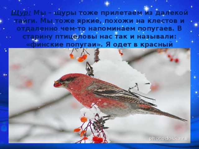 Щур: Мы – щуры тоже прилетаем из далекой тайги. Мы тоже яркие, похожи на клестов и отдаленно чем-то напоминаем попугаев. В старину птицеловы нас так и называли: «финские попугаи». Я одет в красный перьевой наряд, только брюшко и подхвостье серовато-белые 