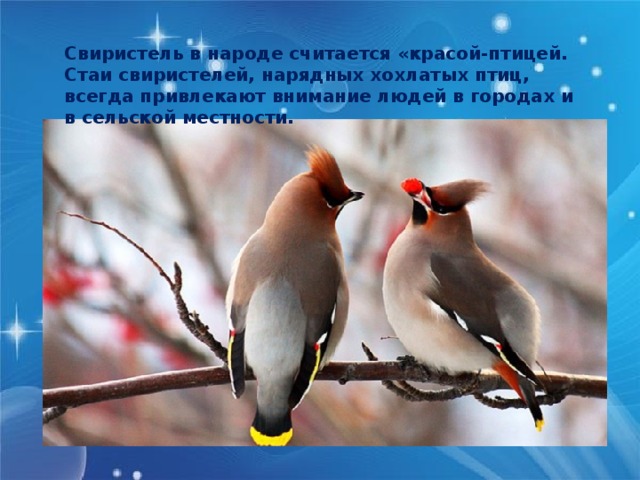 Свиристель в народе считается «красой-птицей. Стаи свиристелей, нарядных хохлатых птиц, всегда привлекают внимание людей в городах и в сельской местности. 