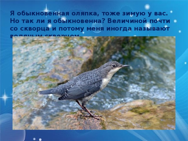 Я обыкновенная оляпка, тоже зимую у вас. Но так ли я обыкновенна? Величиной почти со скворца и потому меня иногда называют водяным скворцом 