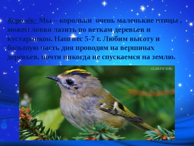 Королёк: Мы – корольки очень маленькие птицы , можем ловко лазить по веткам деревьев и кустарников. Наш вес 5-7 г. Любим высоту и большую часть дня проводим на вершинах деревьев, почти никогда не спускаемся на землю.  