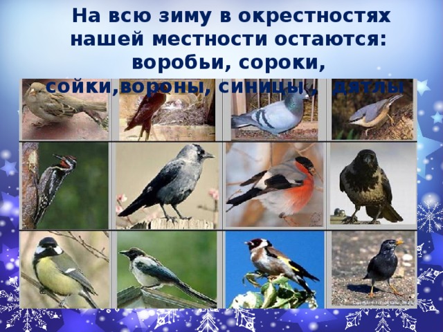  На всю зиму в окрестностях нашей местности остаются: воробьи, сороки, сойки,вороны, синицы , дятлы 