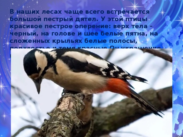 В наших лесах чаще всего встречается большой пестрый дятел. У этой птицы красивое пестрое оперение: верх тела – черный, на голове и шее белые пятна, на сложенных крыльях белые полосы, подхвостье и темя красные Он украшение нашего леса 
