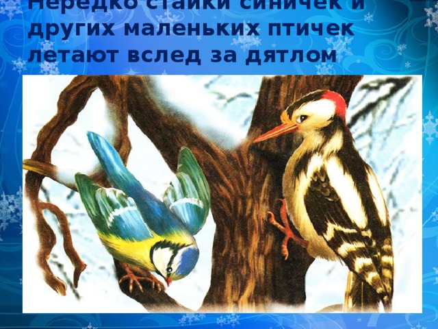Нередко стайки синичек и других маленьких птичек летают вслед за дятлом 