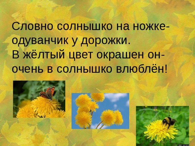     Словно солнышко на ножке-  одуванчик у дорожки.  В жёлтый цвет окрашен он-  очень в солнышко влюблён! 