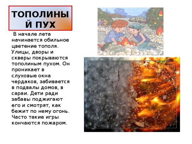 ТОПОЛИНЫЙ ПУХ  В начале лета начинается обильное цветение тополя. Улицы, дворы и скверы покрываются тополиным пухом. Он проникает в слуховые окна чердаков, забивается в подвалы домов, в сараи. Дети ради забавы поджигают его и смотрят, как бежит по нему огонь. Часто такие игры кончаются пожаром. 
