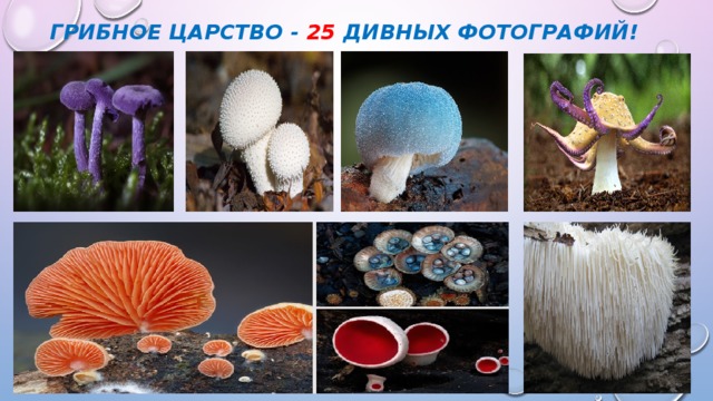 Грибное царство - 25 дивных фотографий!   
